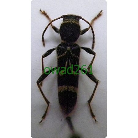 Cyrtoclytus capra (Germar, 1824)